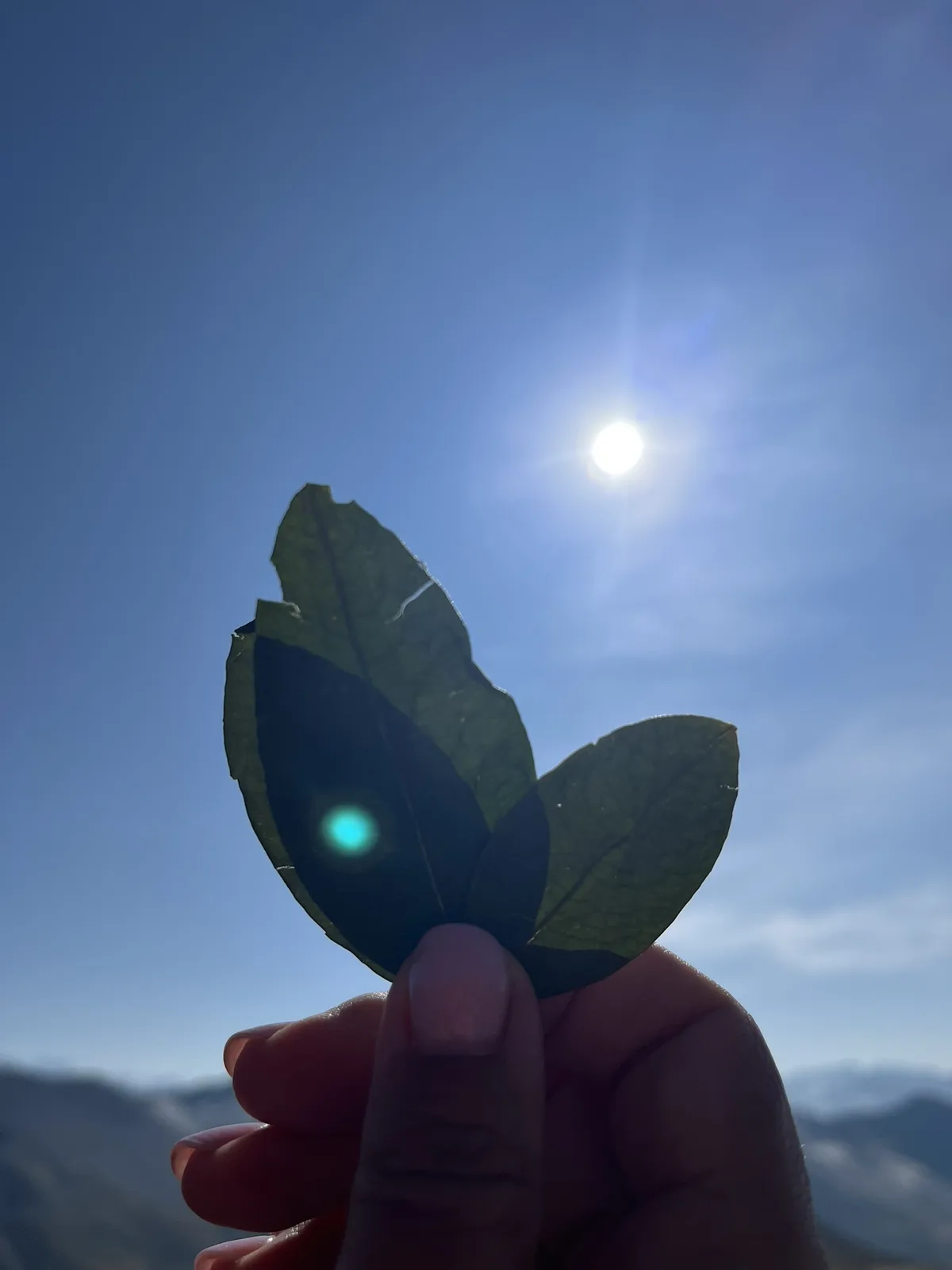 The Coca Leaf